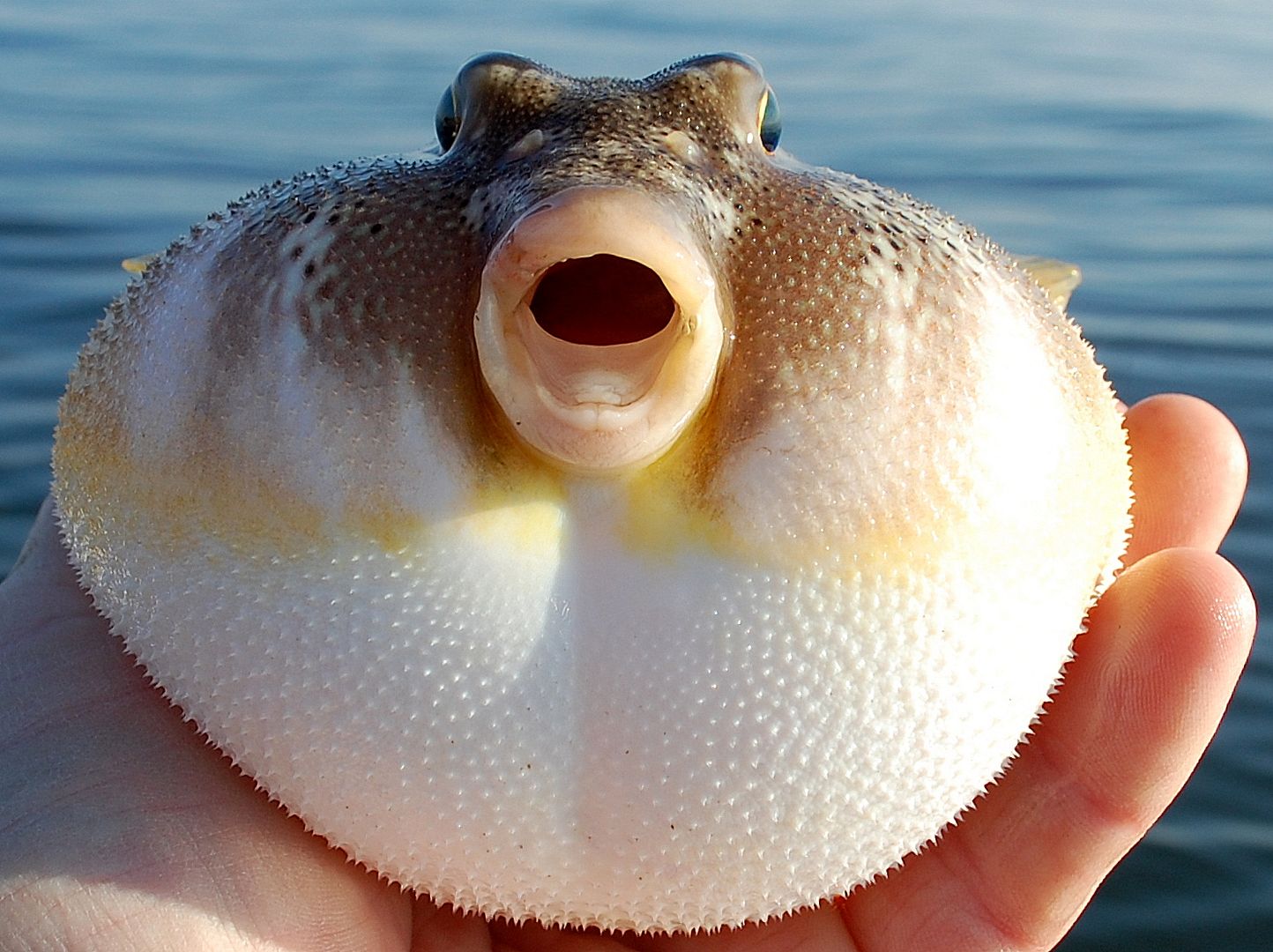 belk blowfish